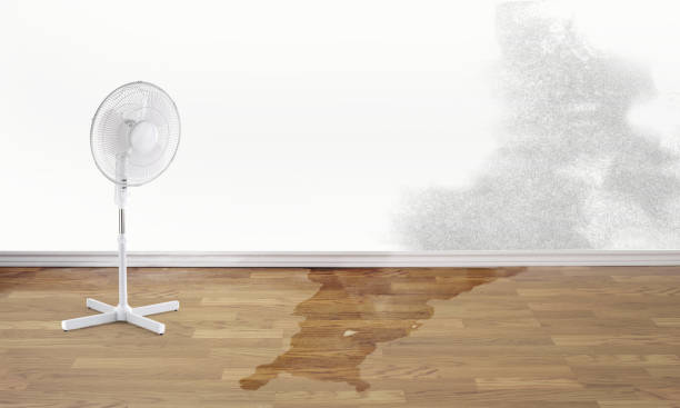 Best Water damage contractors near me  in Goldsboro, NC